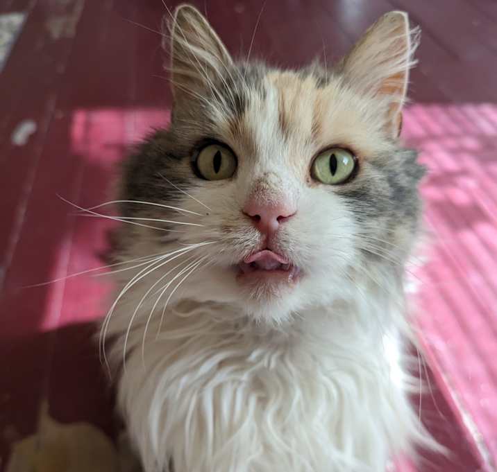 Photo of Kitty Baby