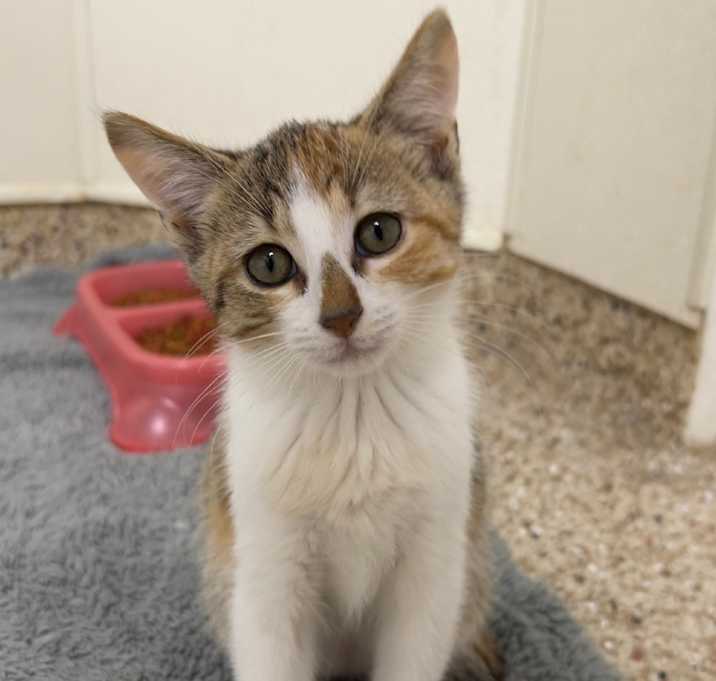 Photo of Clementine