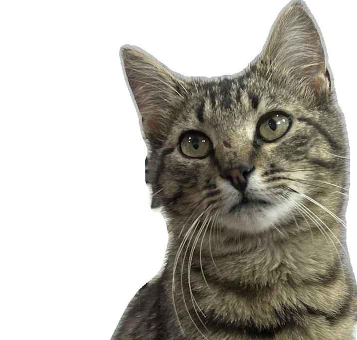 Photo of Lilly