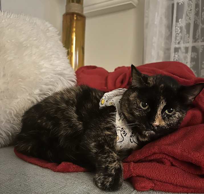 Photo of Waffle