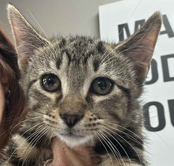 Photo of Felix