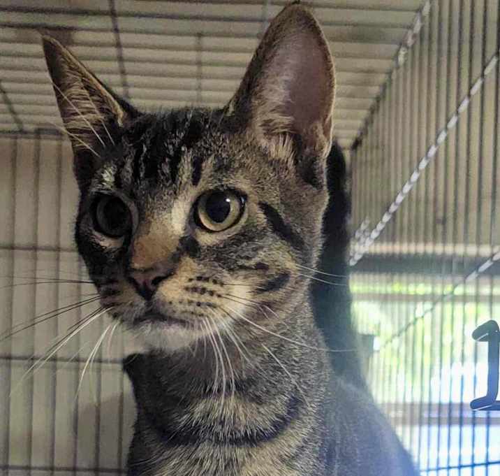 Photo of Felix