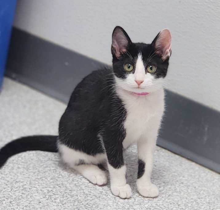 Photo of Frumpkin