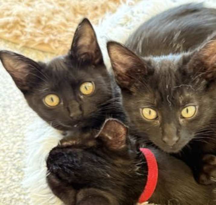 Photo of Ricky & Night Night - sibling duo