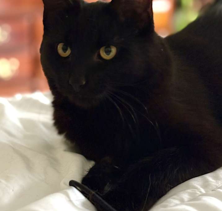 Photo of Luna