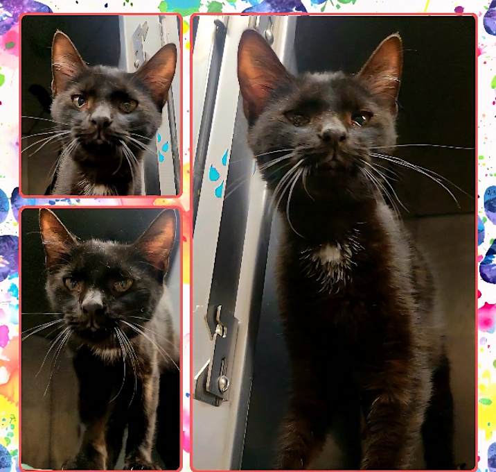 Photo of LICORICE