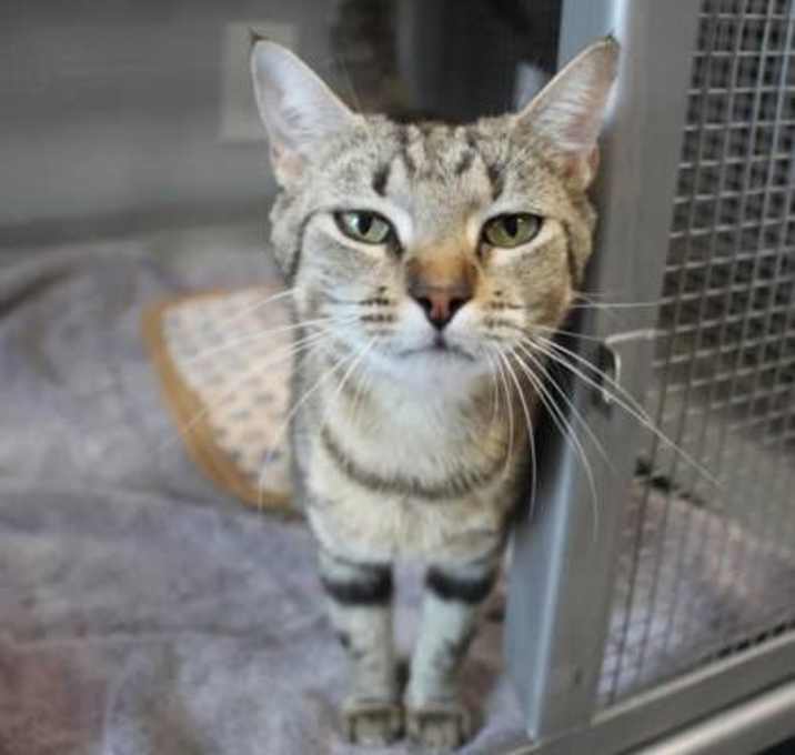 Photo of Salome