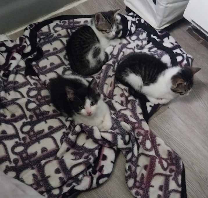 Photo of Kittens