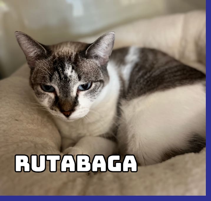Photo of Rutabaga