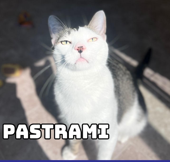 Photo of Pastrami