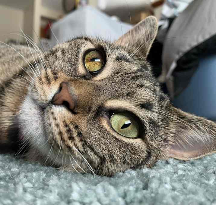 Photo of Fluffy