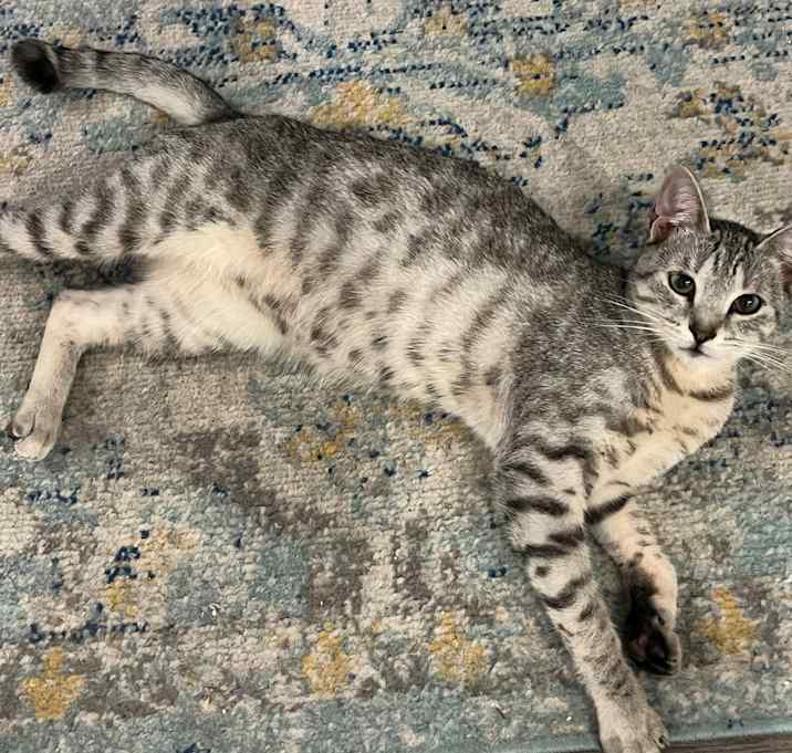 Photo of Baby kitty