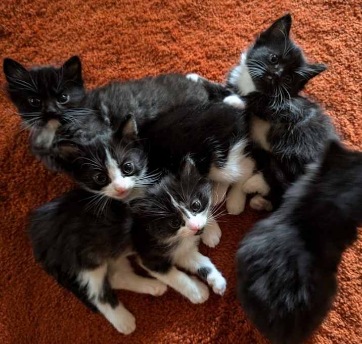 Photo of Kitten Litter