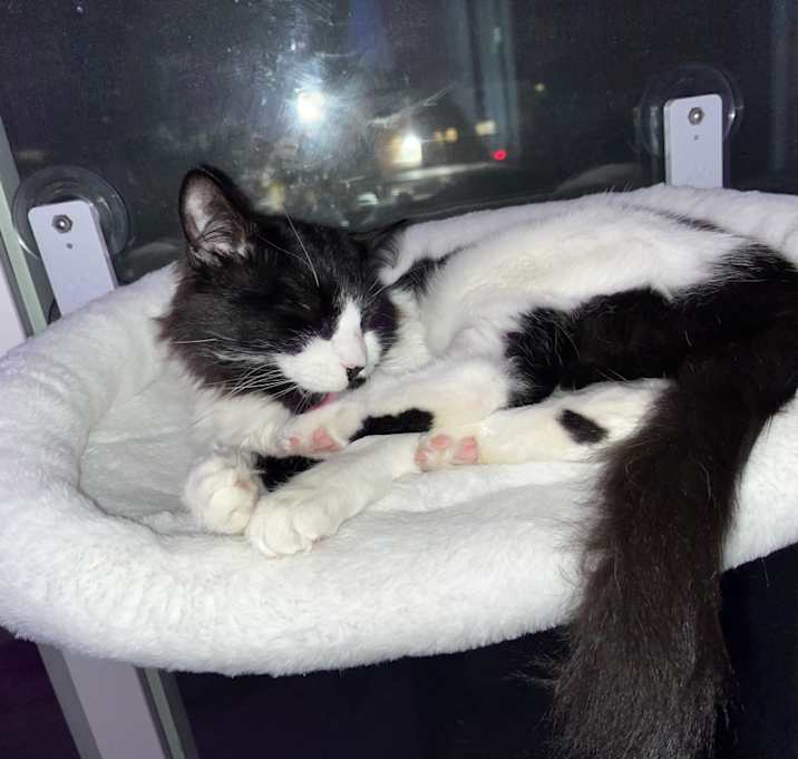 Photo of Gato