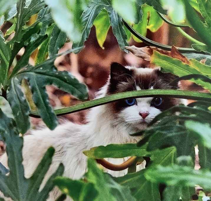 Photo of Neko