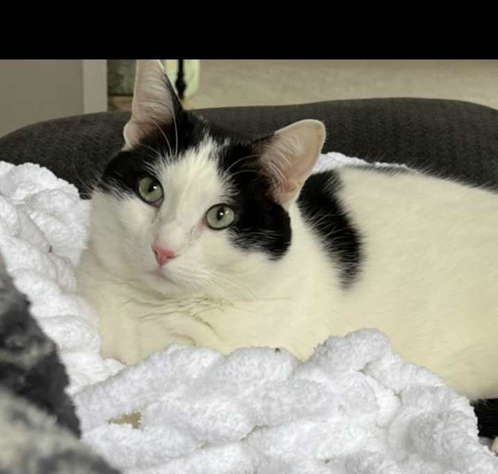 Photo of Moo moo