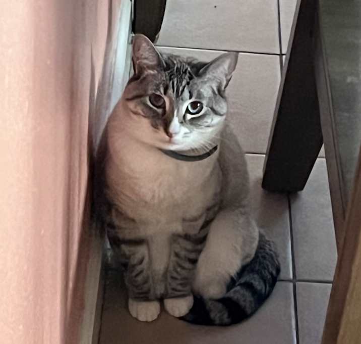 Photo of Stella