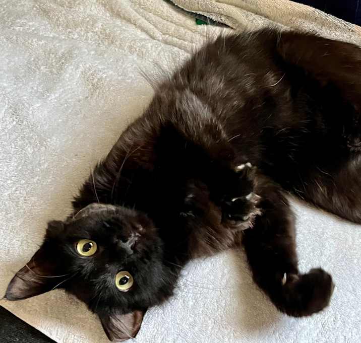 Photo of Pepper
