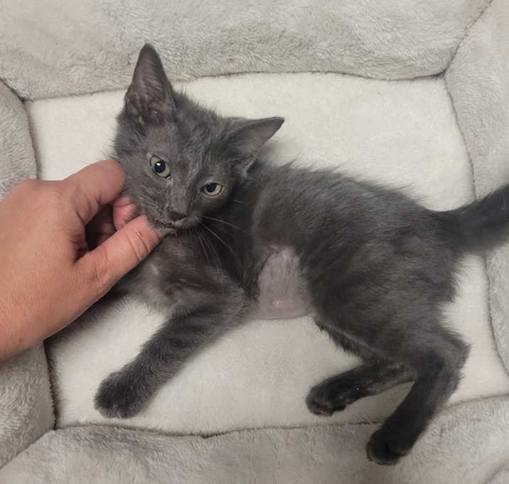 Photo of Gamora