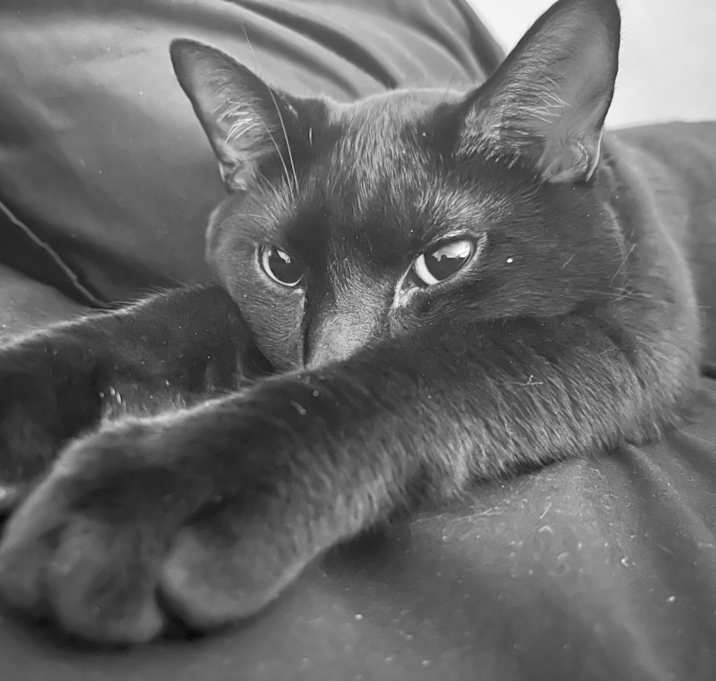 Photo of Theodore