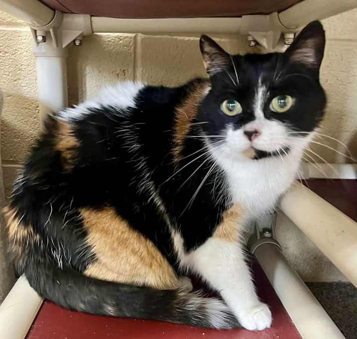 Photo of Layla