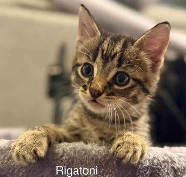 Photo of Rigatoni (Pasta Litter)