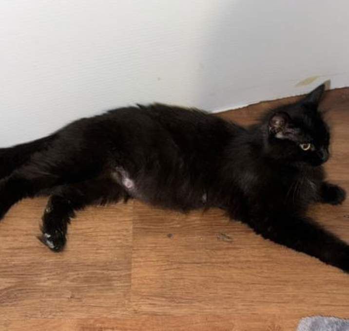 Photo of Noodle (Pasta Litter)