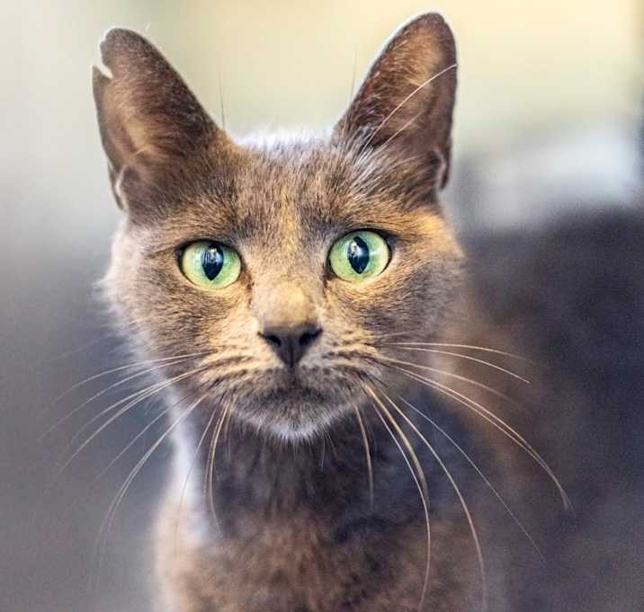 Photo of Silver