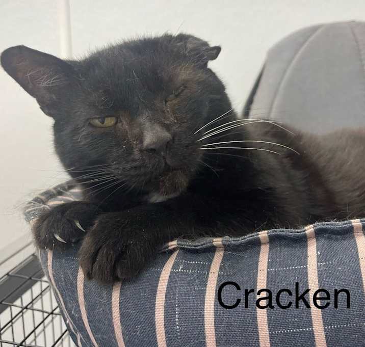 Photo of Kraken