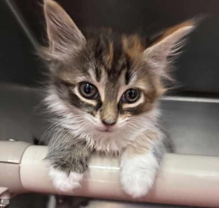 Photo of Flintstones Betty: Not at shelter (Debra)