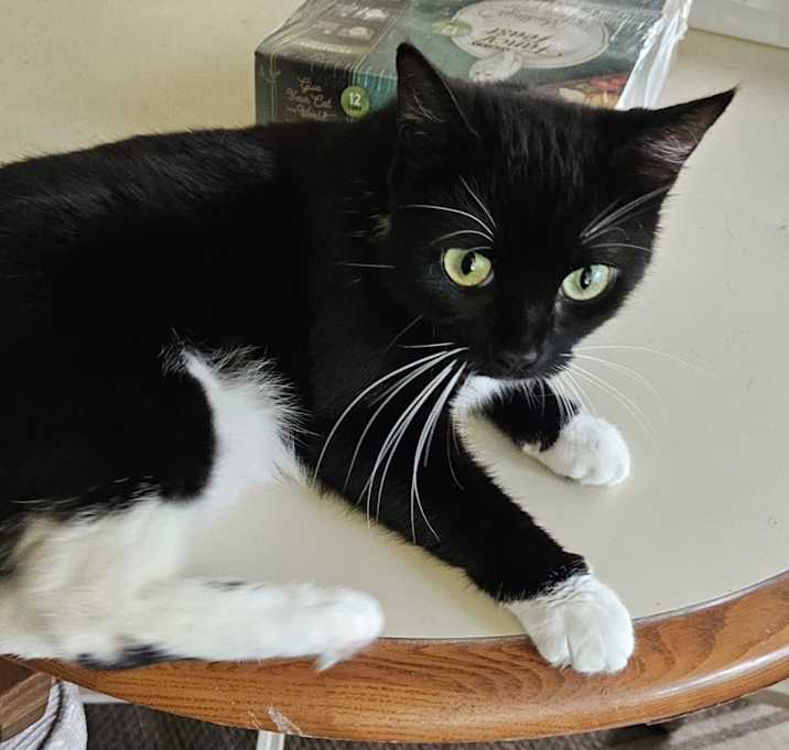 Photo of Whiskers