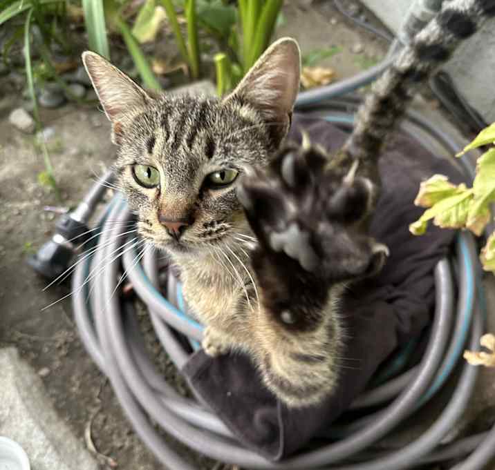 Photo of Mouw