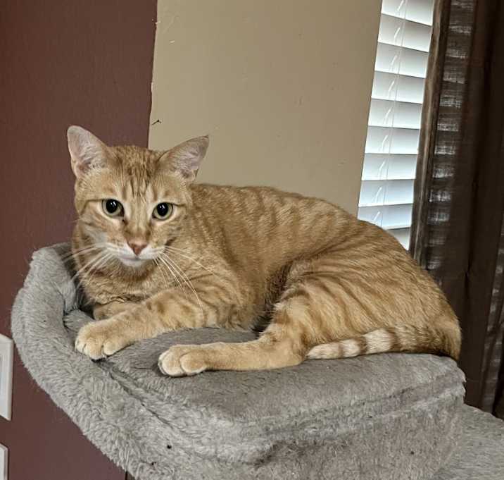 Photo of Violet