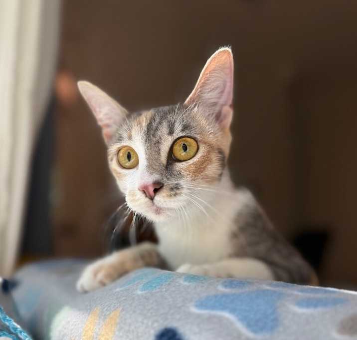 Photo of Sweetie Hockley