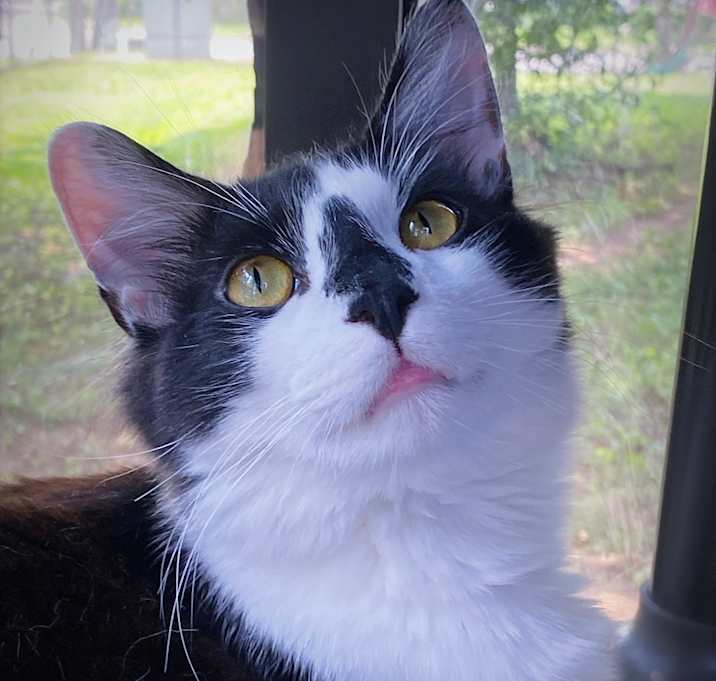 Photo of Ajax