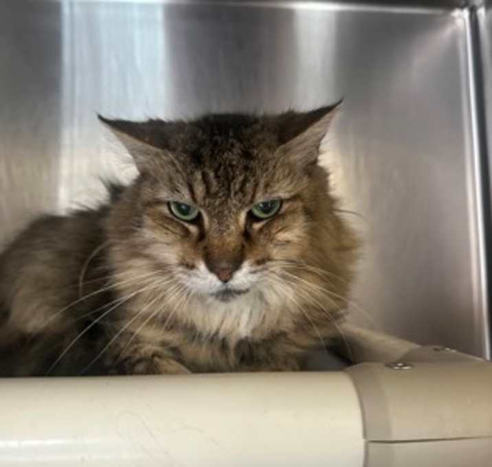 Photo of Moppie