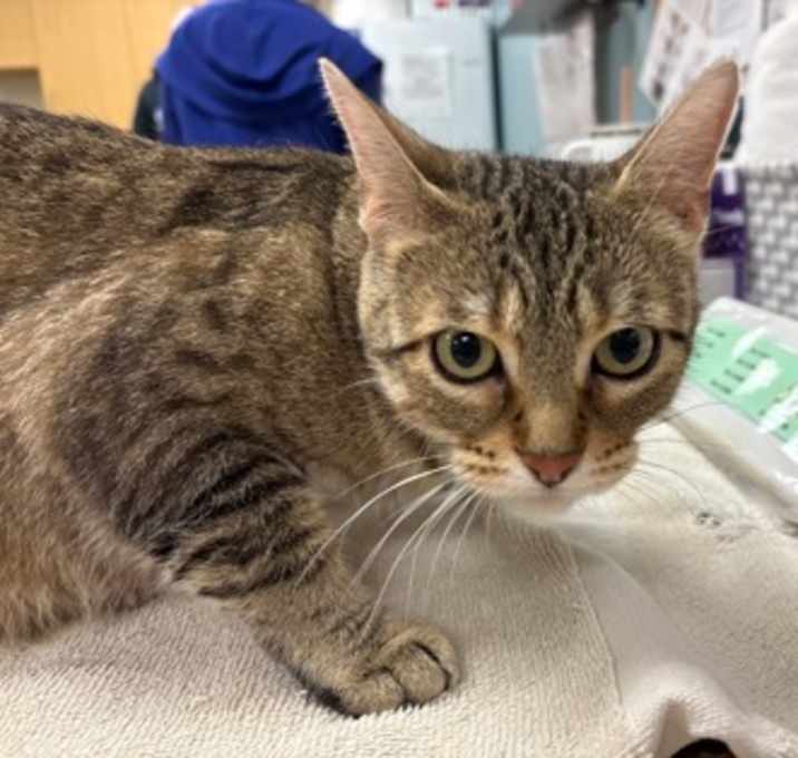 Photo of Ember