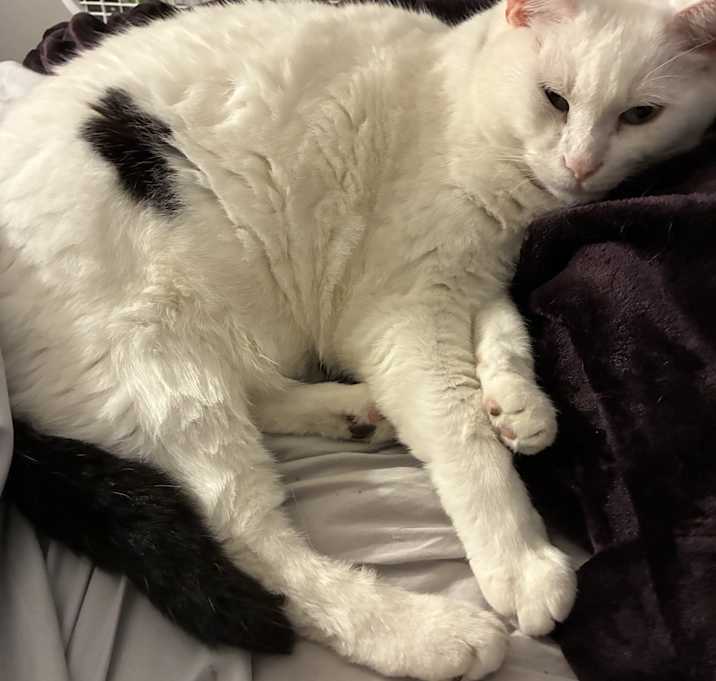 Photo of Ghost