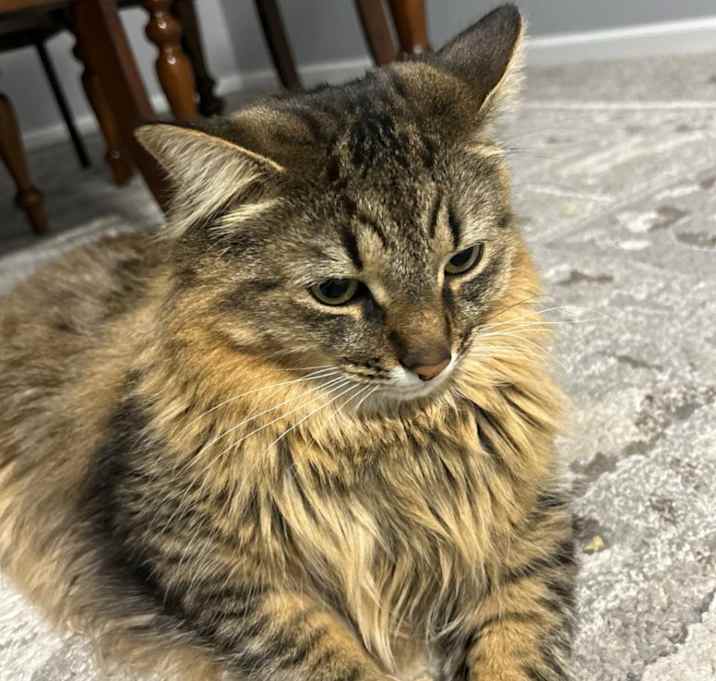 Photo of Tiger