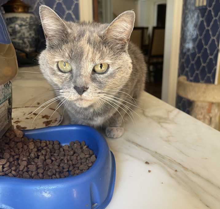 Photo of Penny