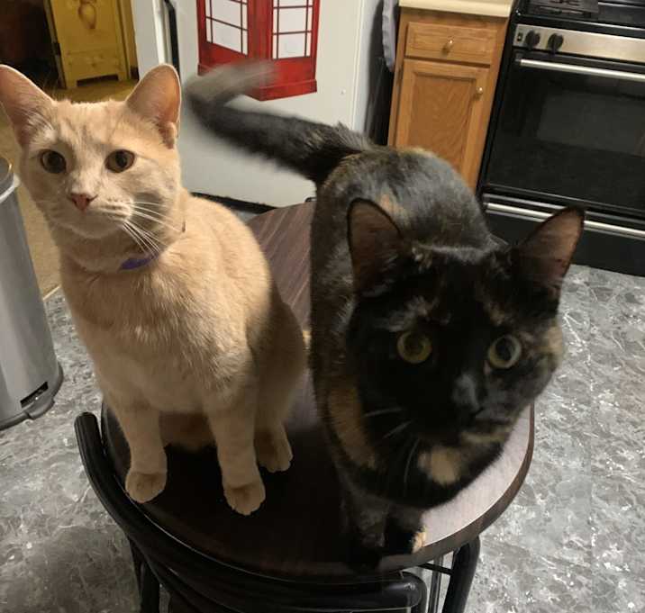 Photo of Bean and Chicken Nugget