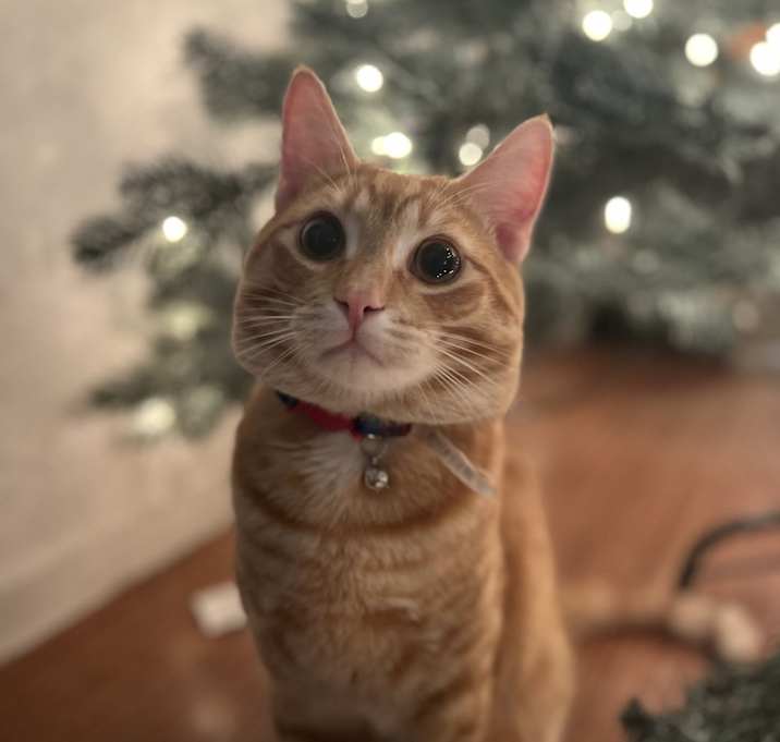 Photo of Oliver