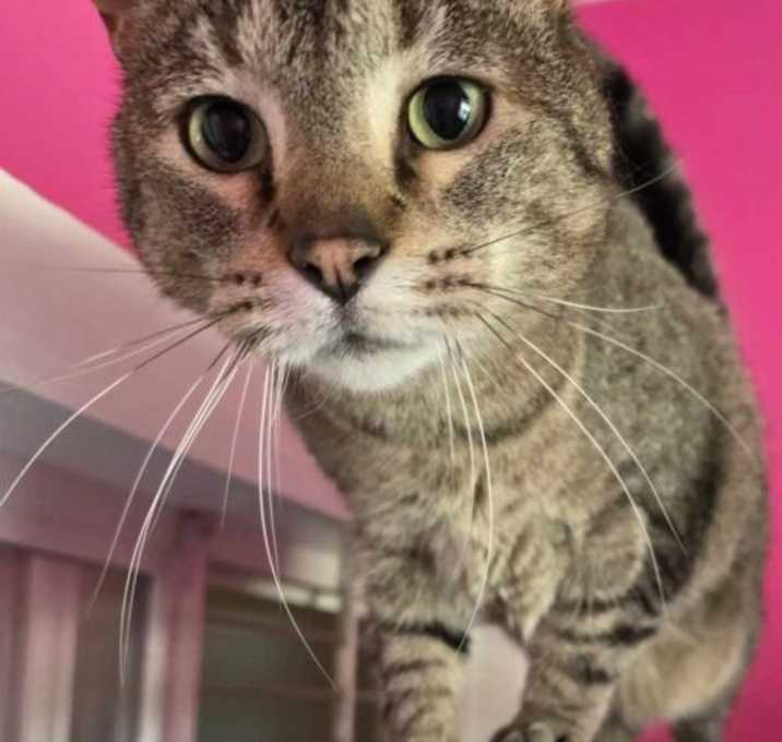 Photo of Tommy
