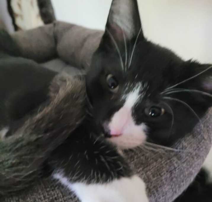 Photo of 25L04 Puddy Tat