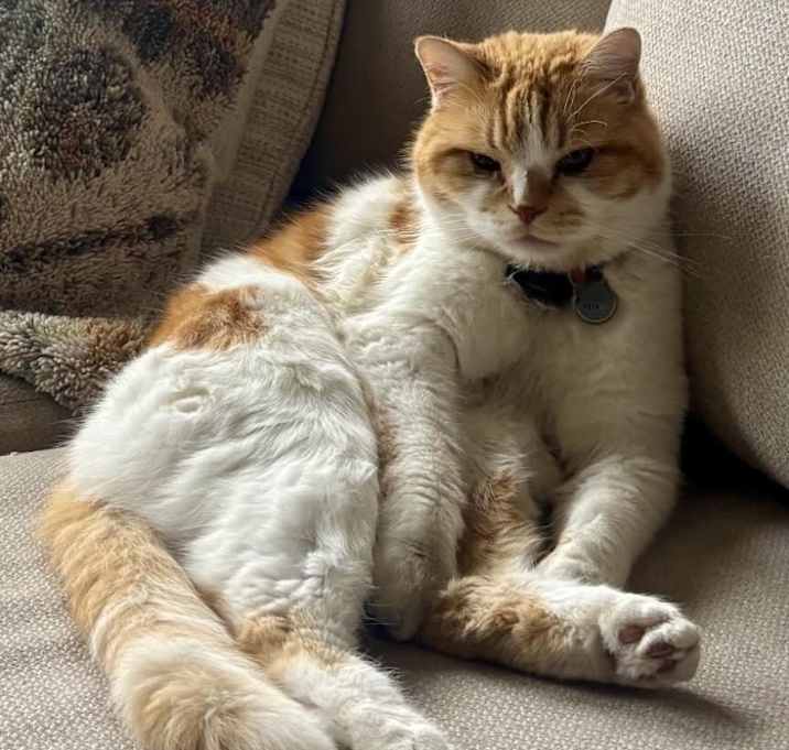 Photo of Cosmo