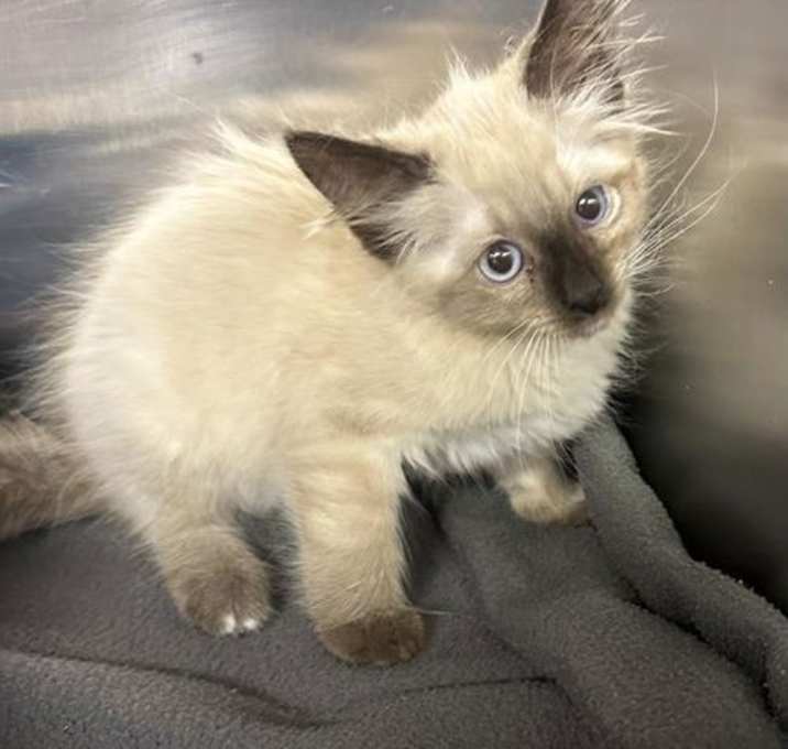 Photo of CALLI MAE