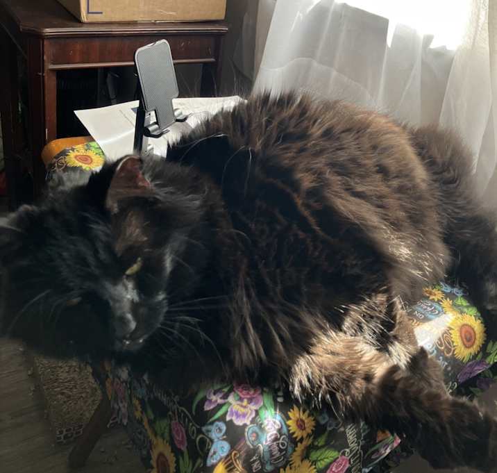 Photo of Daisy
