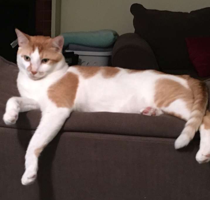 Photo of Phoenix