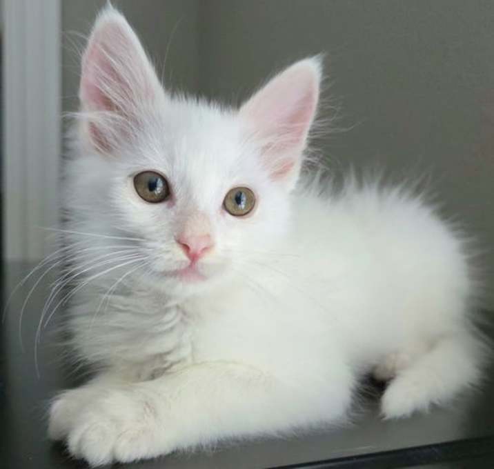 Photo of Aspen