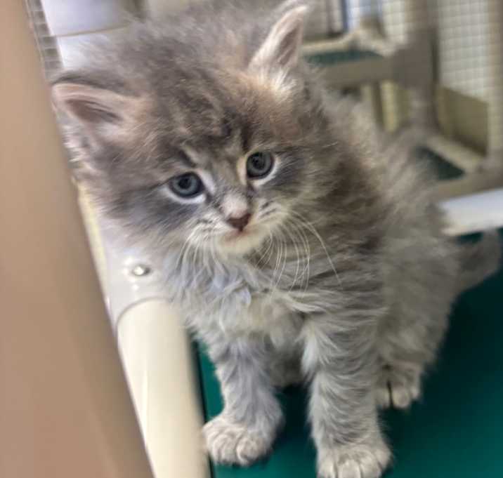 Photo of Bean (light grey)(Green Collar)